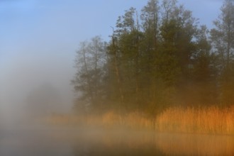 Morning sun illuminates row of trees in fog on the lakeside, Peenetal nature park Park,