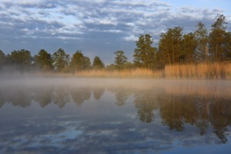 Sun-drenched reeds and trees are reflected in foggy water, Peenetal nature park Park,