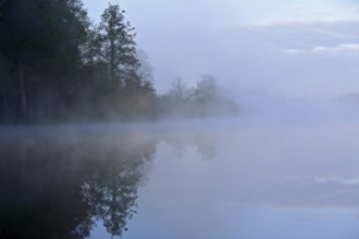 Misty morning over a body of water with trees, quiet atmosphere, Peenetal nature park Park,