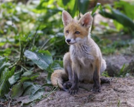 Red fox (Vulpes vulpes), Germany