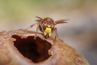 Hornet (Vespa crabro) eats on an apple, Germany