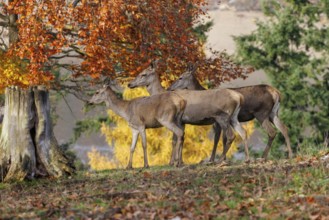 Red deer (Cervus elaphus), Germany