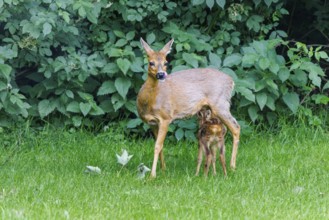 Ricke with young (Capreolus capreolus), Germany