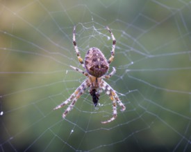 Garden spider (Araneus diadematus), Germany