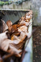 A clogged gutter is filled to the brim with brown, dry autumn leaves, Wuppertal, Germany
