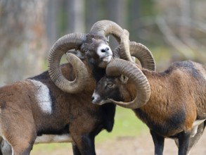 Two grouches have wedged their horns, North Rhine-Westphalia, Germany