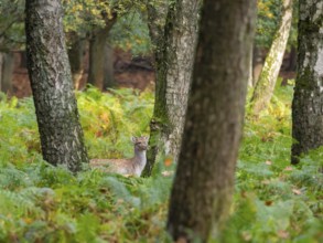Fallow deer in the forest, North Rhine-Westphalia, Germany