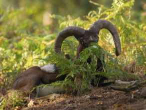 A mouflon resting in the forest, North Rhine-Westphalia, Germany