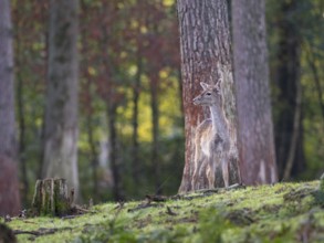 A young fallow deer in the forest, North Rhine-Westphalia, Germany