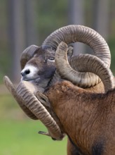 Two grouches have wedged their horns, North Rhine-Westphalia, Germany