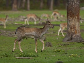 Fallow deer with pack, North Rhine-Westphalia, Germany