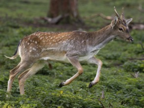 A fallow deer jumping, North Rhine-Westphalia, Germany
