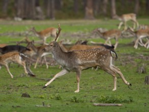 Young fallow deer running, North Rhine-Westphalia, Germany