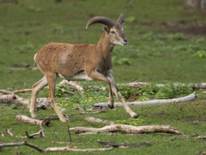 A young grouch running, North Rhine-Westphalia, Germany