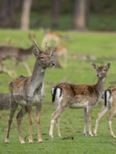 Fallow deer with pack, North Rhine-Westphalia, Germany
