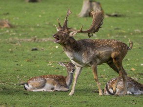 A fallow deer in a rut, North Rhine-Westphalia, Germany