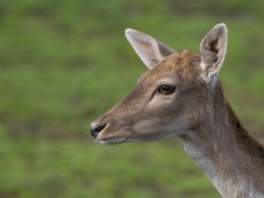Portrait of a fallow deer, North Rhine-Westphalia, Germany