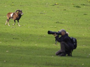 An animal photographer and a mouflon, North Rhine-Westphalia, Germany