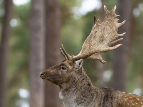Fallow deer with a shovel, North Rhine-Westphalia, Germany