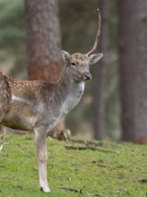 Fallow deer with a shovel, North Rhine-Westphalia, Germany
