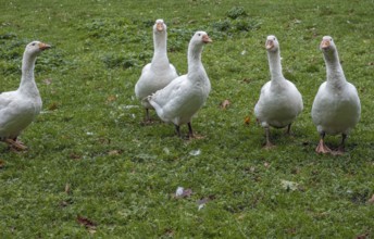 White domestic geese (Anser anser formes domestica), MÃ¼nsterland, North Rhine-Westphalia, Germany