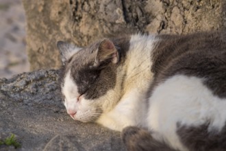 House cat (Felis silvestris catus), Portugal