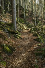 Hiking trail, Zweribach Waterfalls, protected forest, St MÃ¤rgen, Black Forest, Southern Black