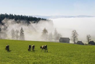 Fog and sun in autumn, St Peter, Black Forest, Southern Black Forest, Baden-WÃ¼rttemberg, Germany