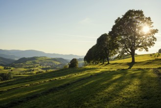 Tree avenue, St Peter, sunset, Black Forest, Southern Black Forest, Baden-WÃ¼rttemberg, Germany