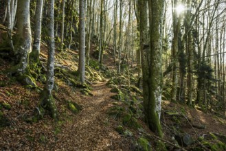 Hiking trail, Zweribach Waterfalls, protected forest, St MÃ¤rgen, Black Forest, Southern Black