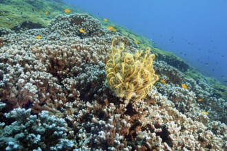 Underwater photo of Yellow Feather Star (Cenometra bella) sitting on stony corals (Scleractinia) in