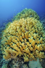 Underwater photo of intact reef-building dome coral (Porites nodifera) coral block of living