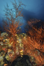 Underwater photo of black coral (Antipathes dichotoma) horn corals with a small swarm of jewels sea