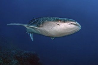 Underwater photo of Great whale shark (Rhincodon type) plankton-eater swimming past coral reef in