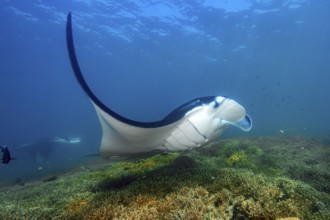 Underwater photo of manta rays (Mobula alfredi) Riffmanta Manta swims in floating over cleaner