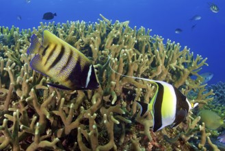 Underwater photo from left six-banded angelfish (Pomacanthus sexstriatus) right halter fish