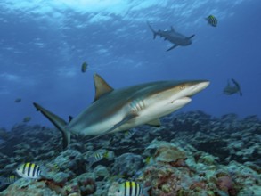 Underwater photo of gray reef shark (Carcharhinus amblyrhynchos) hunting for prey in coral reef,
