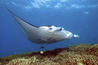 Underwater photo of manta rays (Mobula alfredi) Riffmanta Manta swims at cleaning station in