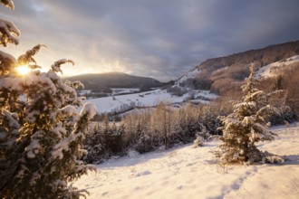 Christmas tree in the golden evening light of sunset Christental, Nenningen, Donzdorf,