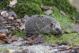 European hedgehog (Erinaceus europaeus), Emsland, Lower Saxony, Germany