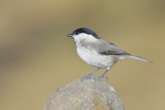 Swamp tit, (Parus palustris), sitting on a rock, autumn, wildlife, animals, tit family, songbird,
