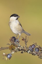 Swamp tit, (Parus palustris), sitting on a branch in a blackthorn bush, (Prunus spinosa), sloes,