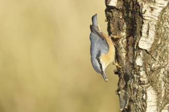Nuthatch (Sitta europaea), running upside down on a birch tree, Wilnsdorf, North Rhine-Westphalia,