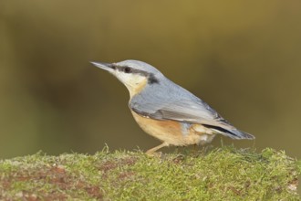 Nuthatch (Sitta europaea) sitting on a tree root covered with moss, Wilnsdorf, North