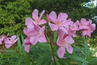Oleander (Nerium oleander), rose laurel, large pink flowers, poisonous dogs, plants, gardens,