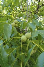 Real walnut, walnut tree (Juglans regia), deciduous tree, green nuts in summer, leaves, plants,