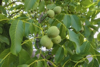Real walnut, walnut tree (Juglans regia), deciduous tree, green nuts in summer, leaves, plants,