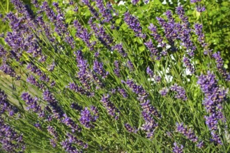 Lavender (Lavandula angustifolia), narrow-leaved lavender, ornamental plant, medicinal plant,
