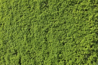 Yew (Taxus baccata), evergreen hedge, plants, gardens, Germany