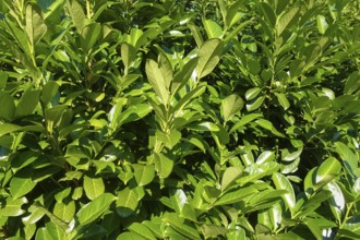Cherry laurel, laurel cherry (Prunus laurocerasus), evergreen shrub, leaves, plants, gardens,